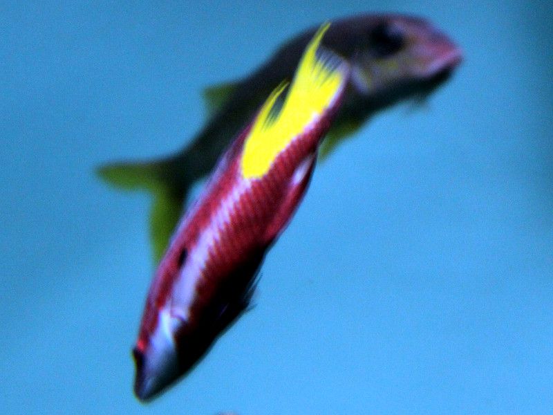 LEozOtBbV(Spotfin Hogfish)